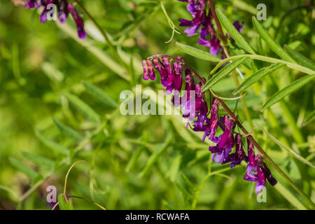 Close up di veccia (Vicia villosa) fiori selvatici, California Foto Stock