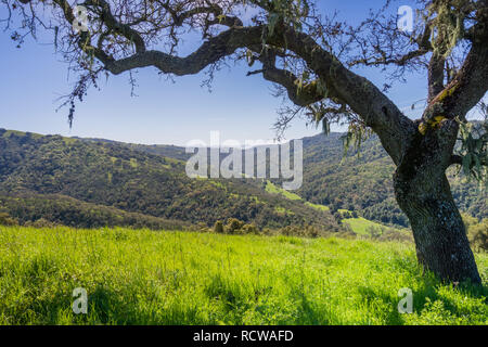 Valle quercia in primavera, in vista della cava di caccia valle in background, Henry W. Coe State Park, California Foto Stock