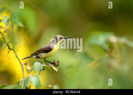 Piccolo grazioso uccello spiderhunter mangiando un bruco, riposo, cantando con bokeh e naturale sfondo verde. Foto Stock