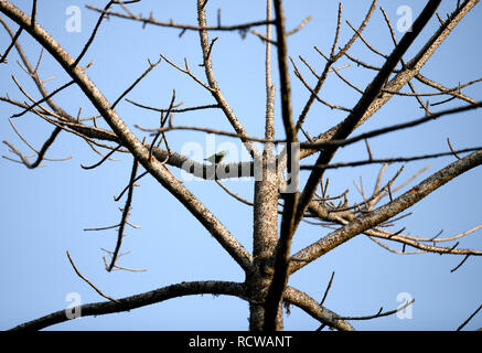 Paesaggio di mattina a Gavi ecoturismo foresta con ampia varietà di uccelli, scimmie e di un branco di elefanti nel suo habitat naturale Foto Stock