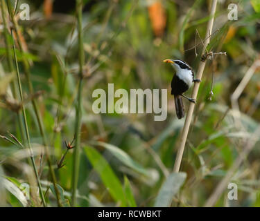 L'Indiano scimitar babbler è un vecchio mondo babbler. Si è trovato in India peninsulare in una vasta gamma di habitat forestali. Foto Stock