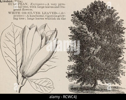 . Catalogo descrittivo di frutta e di alberi ornamentali, sempreverdi, vigne, arbusti, lampadine, ecc. Vivai (orticoltura) Ohio cataloghi; alberi da frutto piantine cataloghi; frutto Semi cataloghi; piante ornamentali, cataloghi; alberi piantine cataloghi; fiori piantine cataloghi. Di FBUirS OBXAMEXTAL, alberi, ecc. 43. SOULA^-GEANA. LIXDEX-AVHITE. sotto il lato, e avente un aspetto estetico quando increspato dal vento. Uno dei migliori. RUBRA-(Red-Twigged Unione Linden)--Afine varietà con rosso sangue di rami. AMERICAN o BASS IN LEGNO (Americana)-una rapida crescita, bella struttura nativa, con molto grande Foto Stock