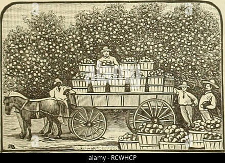. Catalogo descrittivo di Mill Creek vivai : frutticoltura, i suoi profitti e slect varietà sul mercato. Vivai (orticoltura), Georgia, cataloghi; Verdure, cataloghi e alberi da frutto, cataloghi. E. M. RUMPU S catalogo descrittivo. e produrre in Europa orientale e nei mercati occidentali a bassi tassi ou Quick time. Accanto troviamo le mele un buon .il denaro raccolto. Nizza, selezionare giacenza e earl}- varietà vendere bene. I mercati del sud può consumare tutto ciò che siamo in grado di crescere. Le migliori varietà di mercato è la Astrachau rosso. Ancora una volta, troviamo un sacco di soldi in prugne. Sono facili da raccogliere e pack. Le nuove varietà saranno Foto Stock