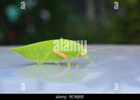 Pseudophyllus titans o foglie giganti katydid (foglie giganti bug) ** NOTA Selezionare la messa a fuoco con profondità di campo Foto Stock