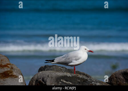 Seagull arroccata su una roccia di fronte le onde che si infrangono a beach in Australia, vista laterale il fuoco selettivo Foto Stock