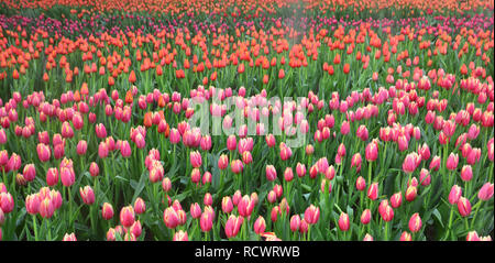 Tulipani colorati in campo di tulipani panorama Foto Stock
