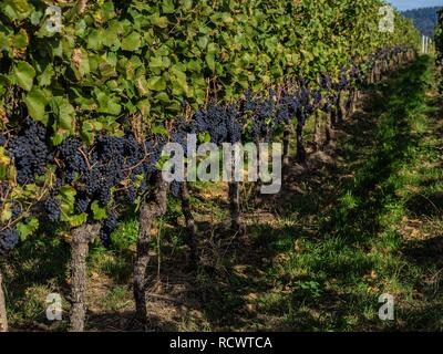 Vitigni con uve a bacca rossa, Pinot Noir, Rebland, Baden-Baden, Germania Foto Stock