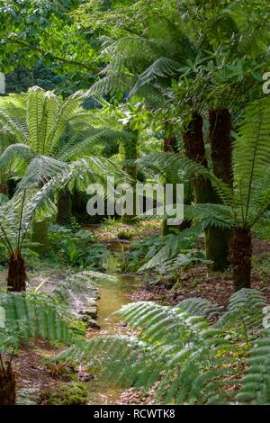 Tree fern nel giardino Trengwainton, Penzance, Inghilterra, Gran Bretagna Foto Stock