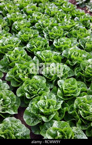 Raccolto di cavolo cinese, piantati in filari, su di un campo Foto Stock