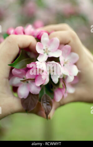 Fiori di Apple in una donna le mani nel giardino di primavera. Foto Stock