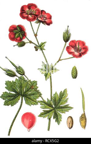 Lutto vedova, geranio (Geranio phaeum), di medicinali e di pianta utile, chromolithograph 1881, illustrazione storico Foto Stock