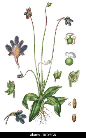 Comune (butterwort Pinguicula vulgaris), pianta medicinale, pianta utile, chromolithography, 1888 Foto Stock