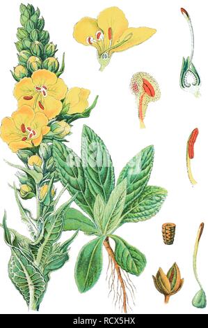 Dense-mullein fiorito, o a fiore grande mullein (Molène densiflorum), chromolithography, 1888 Foto Stock