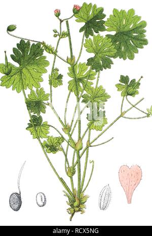 Dovesfoot cranesbill (Geranio molle), pianta medicinale, pianta utile, chromolithography, 1888 Foto Stock