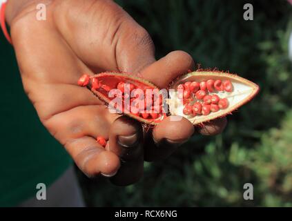 Mano che tiene i frutti e le sementi da un arbusto Annato (Bixa orellana), spezie, Zanzibar, Tanzania Africa Foto Stock