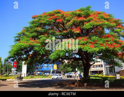 Flamboyant o Flame Tree (Delonix regia), Moshi, Tanzania Africa Foto Stock