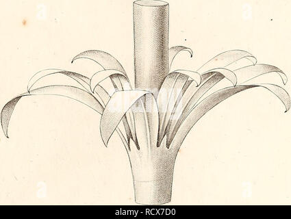 . De rubiaceis capensibus praecipue de generi anthospermo. Rubiacee; Botanica. Tahl.. la.. Si prega di notare che queste immagini vengono estratte dalla pagina sottoposta a scansione di immagini che possono essere state migliorate digitalmente per la leggibilità - Colorazione e aspetto di queste illustrazioni potrebbero non perfettamente assomigliano al lavoro originale. Brocca, Wilhelm, b. 1803. Berolini : Formis Brüschckianis Foto Stock