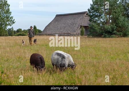 Pastore con pecora cani e Heidschnucke moorland pecore vicino Wilsede, Lueneburg Heath, Bassa Sassonia Foto Stock