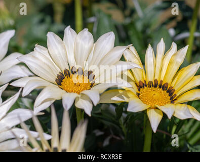 Arte Natura morta di fiori di colore foto macro di un bouquet di fiore giallo bianco delosperma blossoms con foglie verdi su sfondo naturale e ins Foto Stock