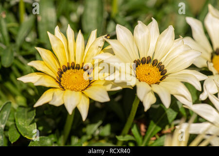 Arte still life colore macro di fiori di un bouquet di fioritura wide open bianco giallo delosperma blossoms,foglie verdi,sfondo naturale Foto Stock