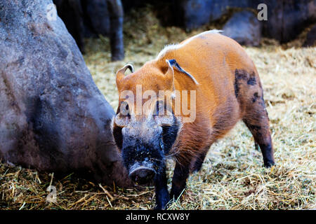 Un maschio Red River Hog foraggio per il cibo nella foresta. Noto anche come una bussola di suino, è una wild membro della famiglia di suini che vivono in Africa si vede spesso vicino Foto Stock