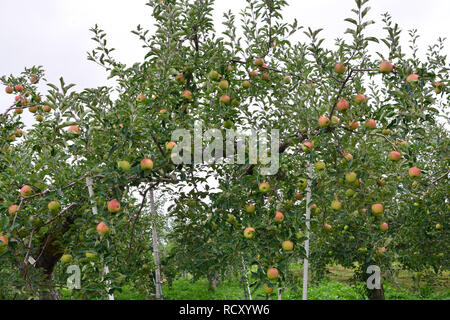 Apple (malus domestica), sull'albero in Giappone Foto Stock