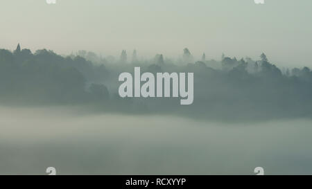 Nebbia nella foresta. Bieszczady montagne. Polonia Foto Stock