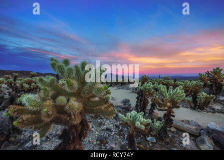 Cholla Cactus Garden a Joshua Tree National Park al tramonto Foto Stock