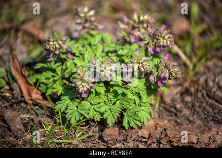 Corydalis solida in primavera Foto Stock