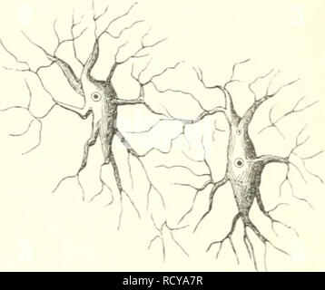 . Der Mensch. Antropologia; Anatomia umana; fisiologia. . Si prega di notare che queste immagini vengono estratte dalla pagina sottoposta a scansione di immagini che possono essere state migliorate digitalmente per la leggibilità - Colorazione e aspetto di queste illustrazioni potrebbero non perfettamente assomigliano al lavoro originale. Ranke, Johannes, 1836-1916. Leipzig, Bibliographisches Institut Foto Stock