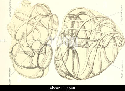 . Der Mensch. Antropologia; Anatomia umana; fisiologia. . Si prega di notare che queste immagini vengono estratte dalla pagina sottoposta a scansione di immagini che possono essere state migliorate digitalmente per la leggibilità - Colorazione e aspetto di queste illustrazioni potrebbero non perfettamente assomigliano al lavoro originale. Ranke, Johannes, 1836-1916. Leipzig, Bibliographisches Institut Foto Stock