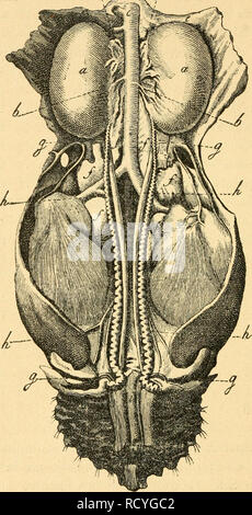 . Der Bau der Vögel. Gli uccelli. 442 Harn- und Geschlechtswerkzeuge. /^^^ /. Die GescMechtswerkzeuge eines Hahns. Un Hoden - b Samenschlagadern - c Die herabsteigende Hauptschlagader - d Die Nebennieren - e Unterster Teil der Lungen - f Die Niere - g Die Samenleiter - k Die Harnleiter - ho Der Mastdarm. (Nach Tannenberg.). Si prega di notare che queste immagini vengono estratte dalla pagina sottoposta a scansione di immagini che possono essere state migliorate digitalmente per la leggibilità - Colorazione e aspetto di queste illustrazioni potrebbero non perfettamente assomigliano al lavoro originale. Marshall, William. Leipzig [Germania] : J. J. Weber Foto Stock