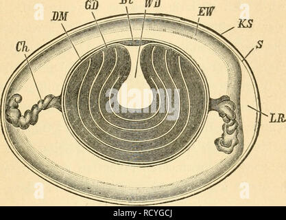 . Der Bau der Vögel. Gli uccelli. Harn- und Geschlechtswerkzeuge. 397 man etwa einen Handschuhfinger um seine Achse zusammen- winden kann!), aber die Richtung der Spiralen ist in beiden verschieden und entgegengesetzt. Die Bedeutung dieser merkwürdigen Vorrichtung ist noch nicht völlig klar gestellt. Karl Ernst von Baer bemerkt hierzu: "Die Hagelschnüre, eng umgeben vom innersten Eiweiss, ragen wie zwei Zapfen nach beiden Enden des Eies in das Eiweiss hinein und jfjj M. Schematischer Längsschnitt durch ein unhehrütetes Hühnerei, nach Allen Thomson-Baifour. Bl Keimscheibe - GD Gelber, WD weisser Dott Foto Stock