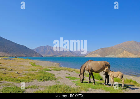 Cavalli selvaggi presso la diga del Embalse Puclaro lago, vigogna, Valle Elqui, Cile, Sud America Foto Stock
