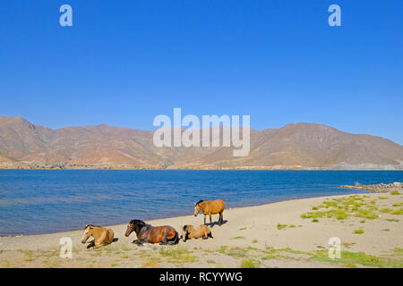 Cavalli selvaggi presso la diga del Embalse Puclaro lago, vigogna, Valle Elqui, Cile, Sud America Foto Stock