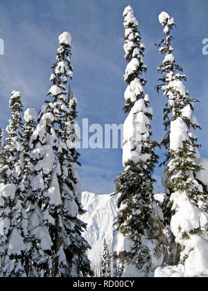 Snowcovered alberi in Bugaboos, una gamma di montagna nelle montagne di Purcell, Bugaboo Parco Provinciale, Britisch Columbia Foto Stock