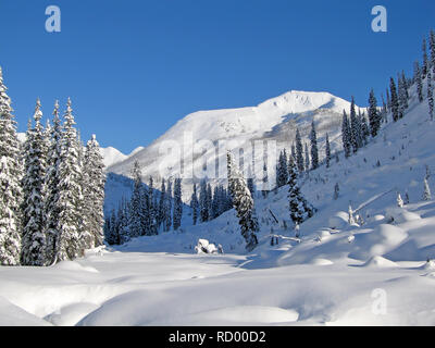 Snowcovered alberi in Bugaboos, una gamma di montagna nelle montagne di Purcell, Bugaboo Parco Provinciale, Britisch Columbia Foto Stock