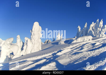 Snowcovered alberi in Bugaboos, una gamma di montagna nelle montagne di Purcell, Bugaboo Parco Provinciale, Britisch Columbia Foto Stock