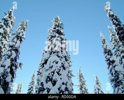 Snowcovered alberi in Bugaboos, una gamma di montagna nelle montagne di Purcell, Bugaboo Parco Provinciale, Britisch Columbia Foto Stock