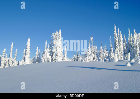 Snowcovered alberi in Bugaboos, una gamma di montagna nelle montagne di Purcell, Bugaboo Parco Provinciale, Britisch Columbia Foto Stock