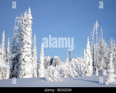 Snowcovered alberi in Bugaboos, una gamma di montagna nelle montagne di Purcell, Bugaboo Parco Provinciale, Britisch Columbia Foto Stock