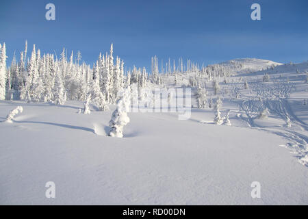 Snowcovered alberi in Bugaboos, una gamma di montagna nelle montagne di Purcell, Bugaboo Parco Provinciale, Britisch Columbia Foto Stock