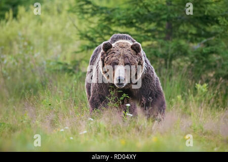 Massiccio maschio aggressivo di orso bruno Ursus arctos, vista frontale sul prato estivo e la foresta in background. Pericoloso animale selvatico in natura europea. Foto Stock