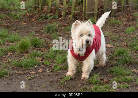 West Highland White Terrier cane (westie) indossa un rosso cappotto invernale Foto Stock