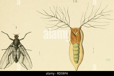 . Un manuale elementare di Nuova Zelanda entomologia; essendo un introduzione allo studio dei nostri Insetti autoctoni. Insetti -- Nuova Zelanda. Piastra VI.. Si prega di notare che queste immagini vengono estratte dalla pagina sottoposta a scansione di immagini che possono essere state migliorate digitalmente per la leggibilità - Colorazione e aspetto di queste illustrazioni potrebbero non perfettamente assomigliano al lavoro originale. Hudson, G. V. (George Vernon). London, West, Newman &AMP; Co. Foto Stock