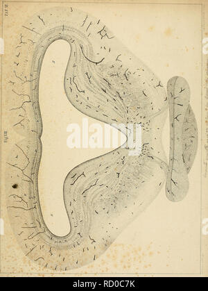 . Der Bau des centralen Nervensystemes der ungeschwänzten Batrachier : untersucht und beschrieben. Baer, Karl Ernst von, 1792-1876; 1864; sistema nervoso. . Si prega di notare che queste immagini vengono estratte dalla pagina sottoposta a scansione di immagini che possono essere state migliorate digitalmente per la leggibilità - Colorazione e aspetto di queste illustrazioni potrebbero non perfettamente assomigliano al lavoro originale. Reissner, E. (Ernest), 1824-1878; Baer, Karl Ernst von, 1792-1876; Tartu Ülikool. Il Dorpat : E. J. Karow Foto Stock