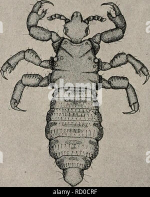 . Libro di testo elementare di zoologia economica ed entomologia. Zoologia; pesti di insetto. 392 economica zoologia ed entomologia sono molto più seri pesti, ma fortunatamente possono essere controllate mediante un'azione concertata da parte di tutti i proprietari di stock in una comunità. Dopo che le larve hanno raggiunto con- siderable dimensione sono facilmente rilevato che giacciono sotto la cute sul dorso del bestiame. Quando sono quasi pronti per il rilascio che possono facilmente essere spremuto e distrutti. Essi. FIG. 180.-corpo-pidocchio, Pcdiciilits vestiincnti. (Circa diciotto volte dimensione naturale.) può anche essere ucciso mentre ancora sotto Foto Stock