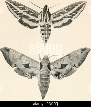 . Entomologia elementare. Gli insetti. FIG. 331. Tipico sphinx falene (Deilephila lincata Fab. Sopra e Pholns achemon sotto) (dopo il trabaccolo). Si prega di notare che queste immagini vengono estratte dalla pagina sottoposta a scansione di immagini che possono essere state migliorate digitalmente per la leggibilità - Colorazione e aspetto di queste illustrazioni potrebbero non perfettamente assomigliano al lavoro originale. Sanderson, Dwight, 1878-1944; Jackson, C. F. (Cicerone Floyd), b. 1882. Boston, New York [ecc. ] Ginn e azienda Foto Stock