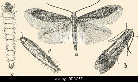 . Entomologia elementare. Gli insetti. FIG. 284. Una foglia tineid-minatore della Rovere (Lithocolletis kamadryadella) a, b, larva, piatta e forme rotonde ; c, pupa ; d, falena ; e, foglia di quercia che mostra le miniere, con bozzoli a/, /. (Dopo Comstock) stretto, con una frangia parecchie volte più ampia. Molte delle larve sono foglie-minatori, alimentazione tra le superfici delle foglie, in cui essi tunnel miniere fuori la cui forma è le caratte- teristic della specie; alcuni sono lineari, altri serpentina, alcuni sono a forma di un imbuto, mentre altri sono irregolari macchie. Queste piccole larve sono solitamente di colore bianco,. FIG. "285. La foglia di apple-mine Foto Stock