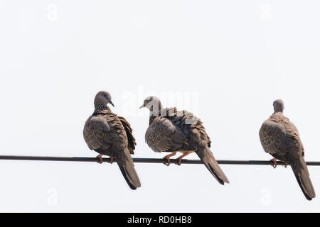 Tre piccioni su cavi in uno sfondo bianco. Foto Stock